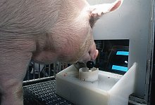 Schweine k&ouml;nnen Computerspiele bedienen - Foto: Eston Martz/Pennsylvania State University/Frontiers in Psychology/dpa