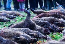 Wildschweinjagd - Foto: Jens B&uuml;ttner/dpa-Zentralbild/dpa