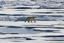 Eisb&auml;r - Foto: David Goldman/AP/dpa