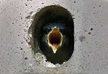 Ein Kleiber-Jungtier schaut aus seinem Vogelh&auml;uschen und rei&szlig;t hungrig seinen Schnabel auf. Auch wenn die Jungv&ouml;gel laut piepen: Hilfe vom Menschen brauchen sie in der Regel nicht. - Katrin Requadt/dpa