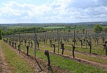 Austrieb von Weinreben - Foto: Peter Zschunke/dpa-Zentralbild/dpa