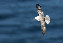 Eissturmvogel - Foto: Thorsten Runge/Verein Jordsand zum Schutz der Seev&ouml;gel und der Natur/dpa