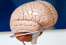 Ein modelliertes Gehirn - Georg Wendt/dpa/dpa-tmn