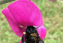 Staatenloses Insekt Blauschimmernde Holzbiene - Claudia Wittke-Gaida/dpa-tmn