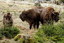 Wisent-Herde - Marius Becker/dpa