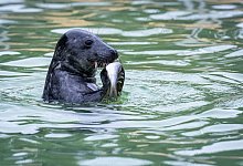 Kegelrobbe - Sina Schuldt/dpa