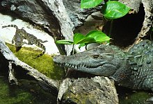 Nachwuchs bei den K&ouml;lner Krokodilen - A. Rauhaus/dpa