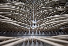 Netzwerkkabel - Marijan Murat/dpa/Symbolbild