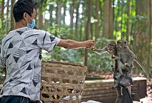 Mitarbeiter füttert Makaken im Sangeh Monkey Forest - Firdia Lisnawati/AP/dpa