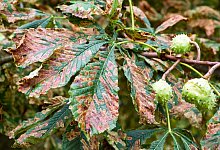 Sch&auml;den an Kastanie - Foto: Patrick Pleul