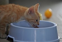 Katze - Foto: Soeren Stache/dpa