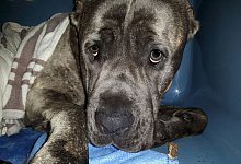 Tierquälerei - Privat