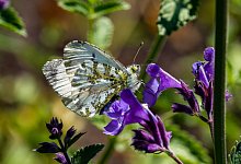 NABU ruft zu Schmetterlings-Z&auml;hlaktion auf - Ulrich Perrey/dpa
