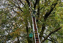 Feuerwehr rettet Katze aus elf Meter H&ouml;he - -/Freiwillige Feuerwehr H&uuml;nxe/dpa