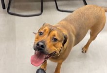 Junge H&uuml;ndin f&auml;hrt ohne Besitzer Zug - Bundespolizei/dpa