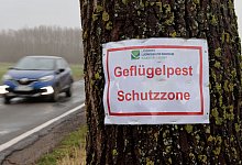 Vogelgrippe-Ausbr&uuml;che angestiegen - Bernd W&uuml;stneck/dpa