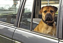 Hund im Auto - Foto: Jens Schierenbeck