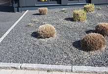 Schottergarten - Foto: Carmen Jaspersen