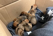 F&uuml;nf Hundewelpen in Karton in Hagen ausgesetzt - -/Polizei Hagen/dpa