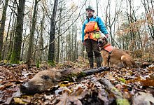 Wildschweinkadaver-Suchhunde - Foto: Oliver Dietze/dpa