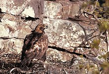 Ein Steinadler (Aquila chrysaetos) sitzt in seinem Nest. - Chris Gomersall/Rspb/dpa