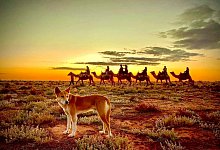 Kamele im Outback - Petah Devine/Silverton Outback Camels/dpa