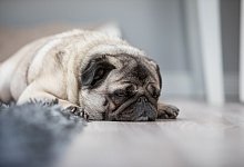 M&uuml;der Mops - Christin Klose/dpa-tmn