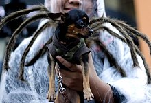 Ein Hund in einem Spinnenkost&uuml;m - Ritchie B. Tongo/epa/dpa-tmn