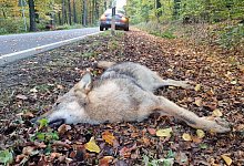 Wolf &uuml;berfahren - dpa