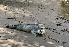 Hungriger Seehund holt sich Fisch an Fischtreppe - -/Landespolizei Schleswig-Holstein/dpa