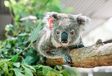 Koala Ember - Stacey Hedman/IFAW/dpa