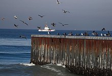 Seev&ouml;gel - Marco Ugarte/AP/dpa