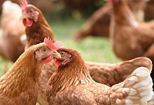 H&uuml;hner - Symbolbild: Pixabay