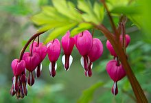 Tr&auml;nendes Herz - Foto: Andrea Warnecke