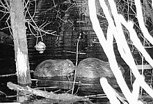 Biber in D&uuml;sseldorf gesichtet - Norbert Hennecke/Landeshauptstadt D&uuml;sseldorf/Haus B&uuml;rgel/dpa/Archivbild