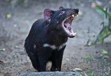 Tasmanischer Teufel - Foto: Dave Hunt/EPA/AAP/dpa