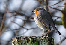 Rotkehlchen - Foto: Patrick Pleul/dpa-Zentralbild/dpa
