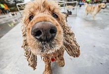 Cockerspaniel Jieno schaut in die Kamera - Frank Rumpenhorst/dpa/dpa-tmn