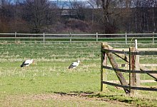 St&ouml;rche - Heidi Stork