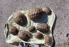 Anwoher findet zw&ouml;lf Landschildkr&ouml;ten im M&uuml;ll - -/Polizei Soest/dpa