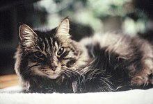 Katze vor Corona sch&uuml;tzen - Foto: Karolin Kr&auml;mer/dpa-tmn