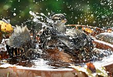 Planschende V&ouml;gel - Waltraud Grubitzsch/dpa/dpa-tmn