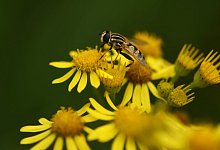 Sch&ouml;n und giftig - Foto: Felix K&auml;stle