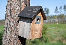 Nistkasten - Foto: Andrea Warnecke