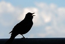 Amsel - Frank Rumpenhorst/dpa