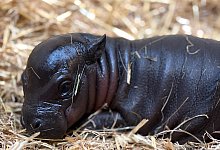 Zwergflusspferd «Panya» - M. Tetzlaff/Zoo Duisburg/dpa