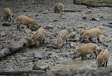 Nachwuchs: Im Tierpark Olderdissen gibt es zahlreiche Jungtiere - wie diese Frischlinge. - Barbara Franke