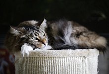 Wenn Katzen sich zur&uuml;ckziehen - Foto: Ina Fassbender/dpa-tmn