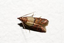 Krabbeln K&uuml;che Vorratssch&auml;dlinge Sch&auml;dlinge Lebensmittelmotte - Andrea Warnecke/dpa-tmn