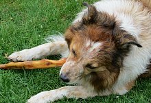 Fressnapf ruft Hundesnacks zur&uuml;ck, die gef&auml;hrlich f&uuml;r die Haustiere werden k&ouml;nnen. - Symbolbild Pixabay